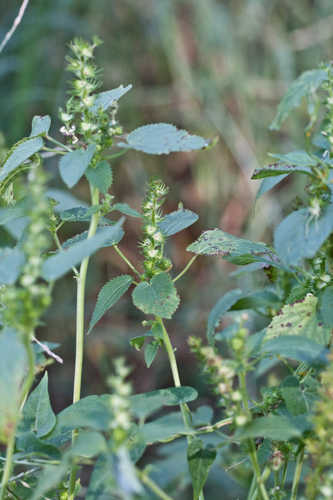 Acalypha ostryifolia #1